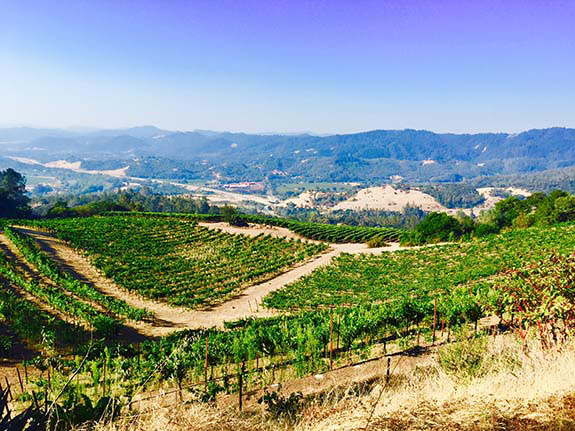 Vineyard Series: Ridgeline Vineyard