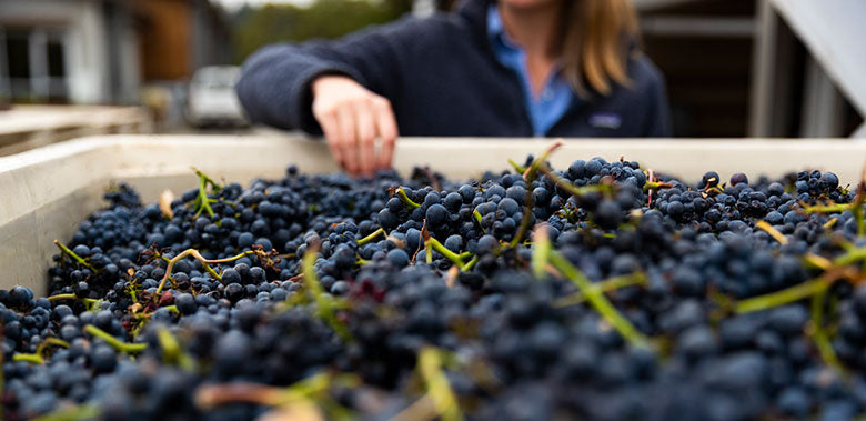 The 2018 Vintage in Anderson Valley “The Goldilocks Vintage”