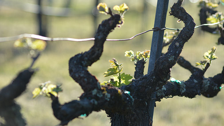 The 2018 Vintage in Napa Valley