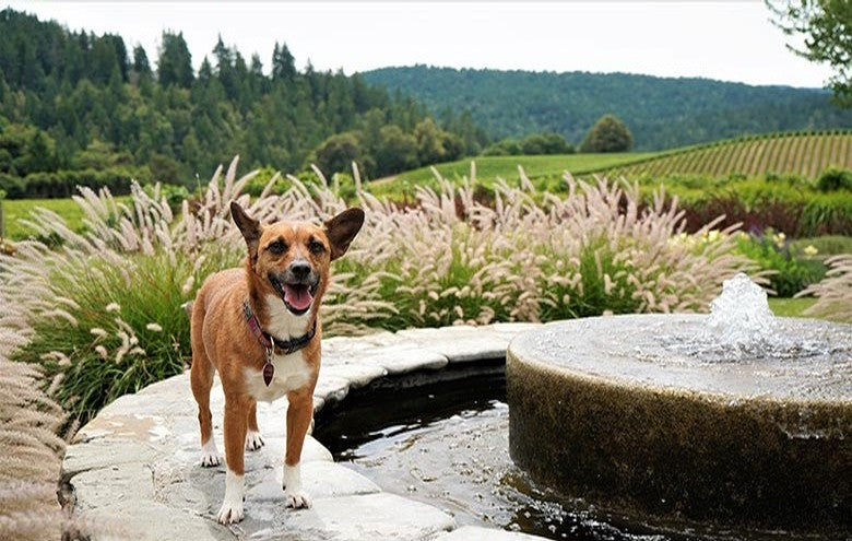 Dog Friendly Wineries in Wine Country