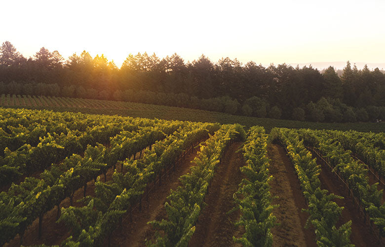 Bring Wine Country to Zoom with our Virtual Backgrounds