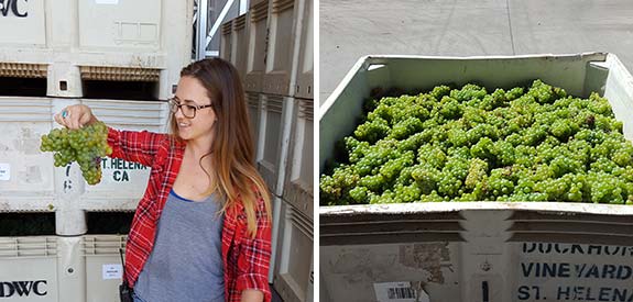 Semillon
