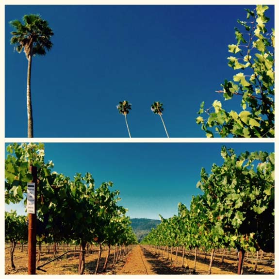 Vineyard Focus: Three Palms